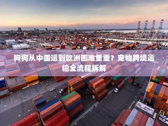狗狗从中国运到欧洲困难重重？宠物跨境运输全流程拆解