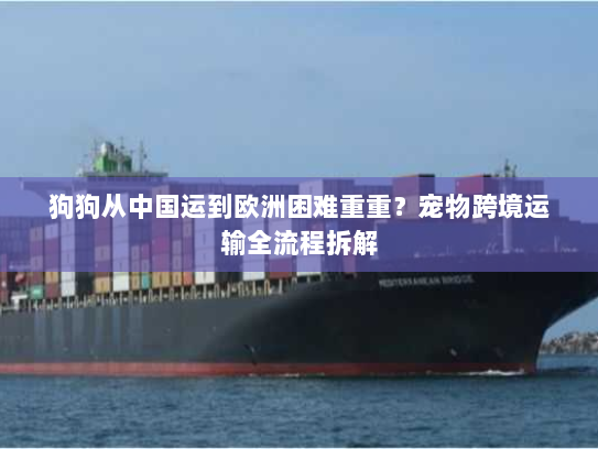 狗狗从中国运到欧洲困难重重？宠物跨境运输全流程拆解