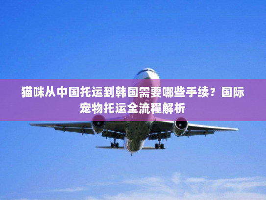 猫咪从中国托运到韩国需要哪些手续？国际宠物托运全流程解析