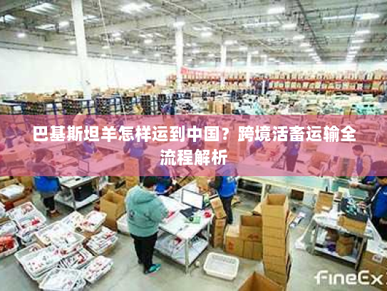 巴基斯坦羊怎样运到中国?跨境活畜运输全流程解析 巴基斯坦羊怎样运到中国?跨境活畜运输全流程解析