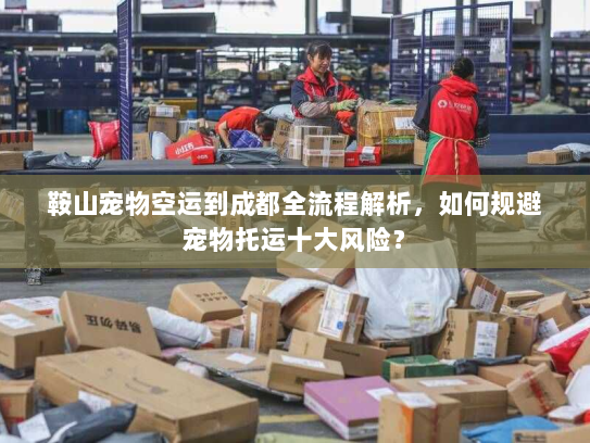 鞍山宠物空运到成都全流程解析，如何规避宠物托运十大风险？