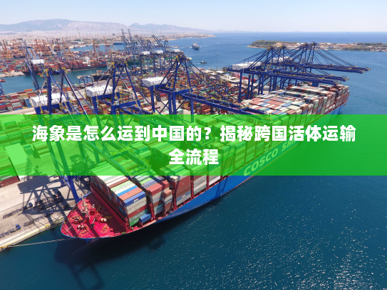 海象是怎么运到中国的?揭秘跨国活体运输全流程 海象是怎么运到中国的?揭秘跨国活体运输全流程