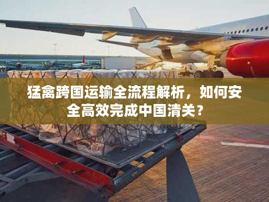 猛禽跨国运输全流程解析，如何安全高效完成中国清关？