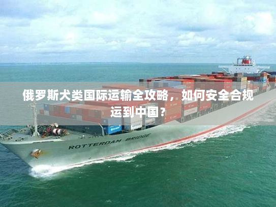 俄罗斯犬类国际运输全攻略,如何安全合规运到中国? 俄罗斯犬类国际运输全攻略,如何安全合规运到中国?