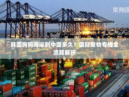 韩国狗狗海运到中国多久？国际宠物专线全流程解析