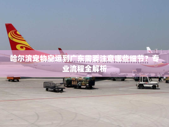 哈尔滨宠物空运到广东需要注意哪些细节？专业流程全解析