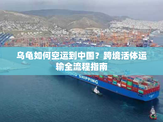 乌龟如何空运到中国？跨境活体运输全流程指南