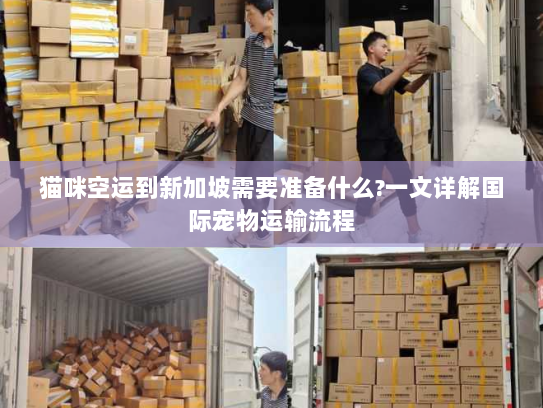 猫咪空运到新加坡需要准备什么?一文详解国际宠物运输流程 猫咪空运到新加坡需要准备什么?一文详解国际宠物运输流程