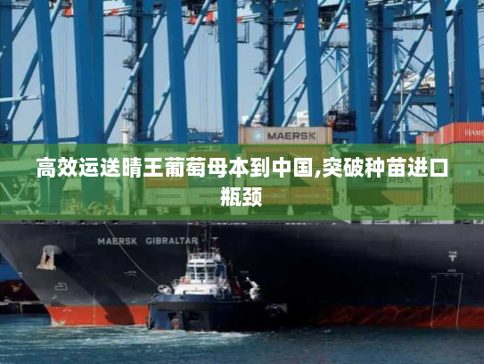 高效运送晴王葡萄母本到中国,突破种苗进口瓶颈