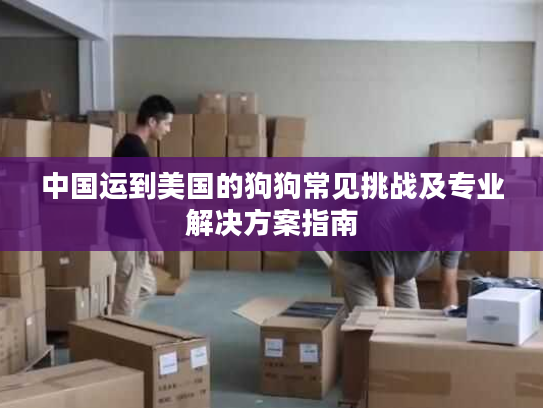 中国运到美国的狗狗常见挑战及专业解决方案指南