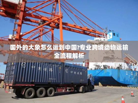 国外的大象怎么运到中国?专业跨境动物运输全流程解析 国外的大象怎么运到中国?专业跨境动物运输全流程解析