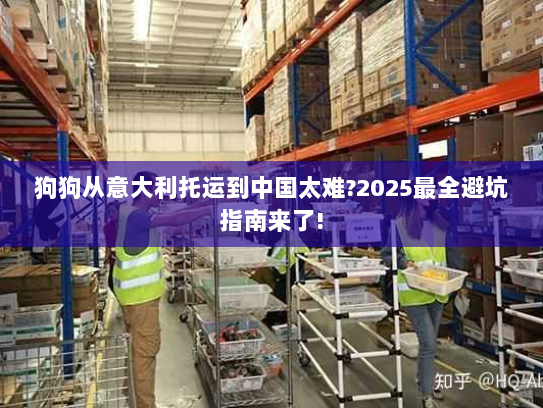 狗狗从意大利托运到中国太难?2025最全避坑指南来了!
