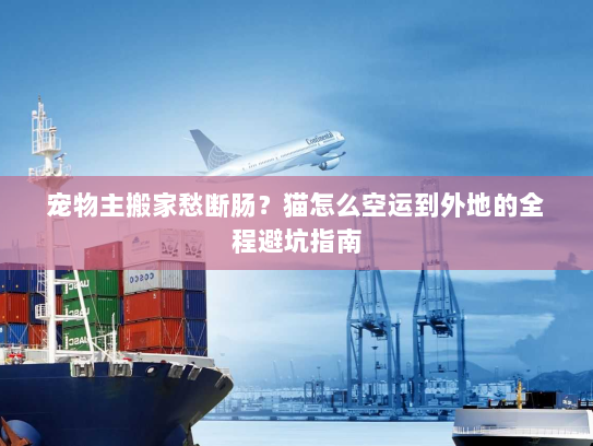 宠物主搬家愁断肠？猫怎么空运到外地的全程避坑指南