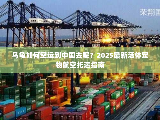 乌龟如何空运到中国去呢？2025最新活体宠物航空托运指南