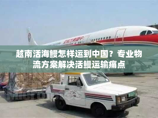 越南活海鳗怎样运到中国?专业物流方案解决活鳗运输痛点 越南活海鳗怎样运到中国?专业物流方案解决活鳗运输痛点