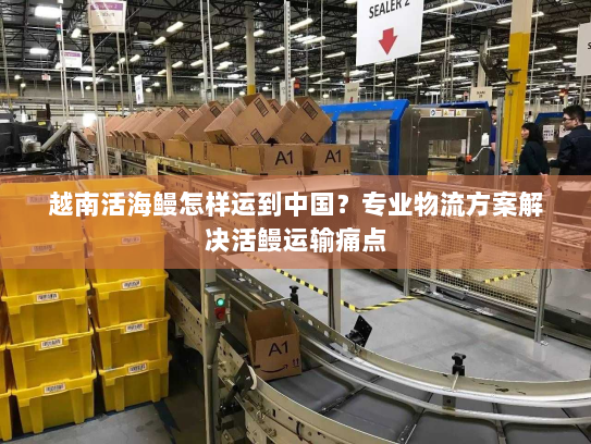 越南活海鳗怎样运到中国？专业物流方案解决活鳗运输痛点