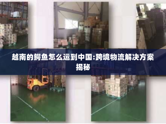 越南的鳄鱼怎么运到中国:跨境物流解决方案揭秘