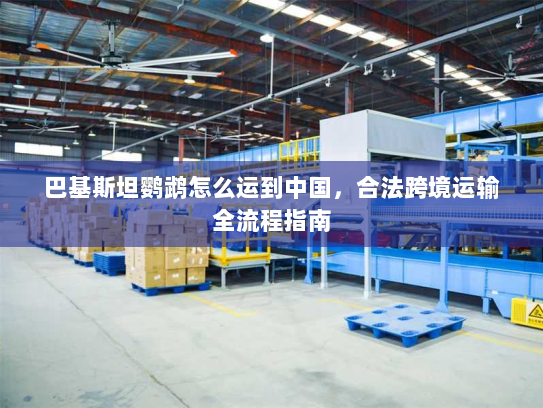 巴基斯坦鹦鹉怎么运到中国,合法跨境运输全流程指南 巴基斯坦鹦鹉怎么运到中国,合法跨境运输全流程指南