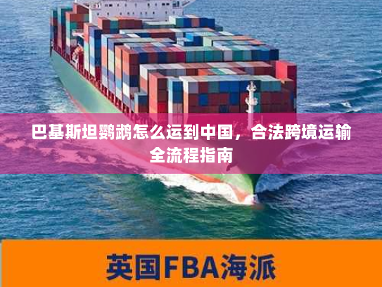 巴基斯坦鹦鹉怎么运到中国,合法跨境运输全流程指南 巴基斯坦鹦鹉怎么运到中国,合法跨境运输全流程指南
