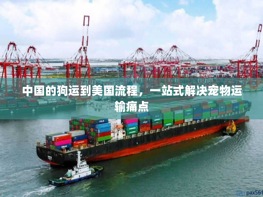 中国的狗运到美国流程,一站式解决宠物运输痛点 中国的狗运到美国流程,一站式解决宠物运输痛点