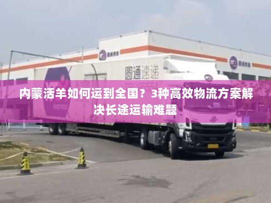 内蒙活羊如何运到全国？3种高效物流方案解决长途运输难题