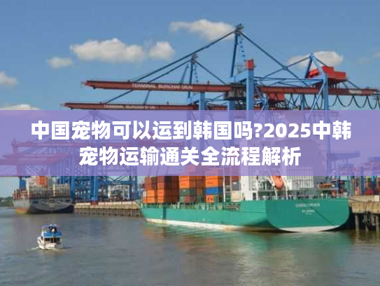 中国宠物可以运到韩国吗?2025中韩宠物运输通关全流程解析