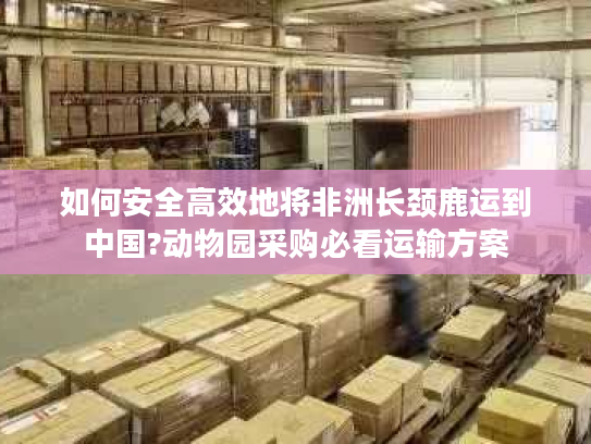 如何安全高效地将非洲长颈鹿运到中国?动物园采购必看运输方案