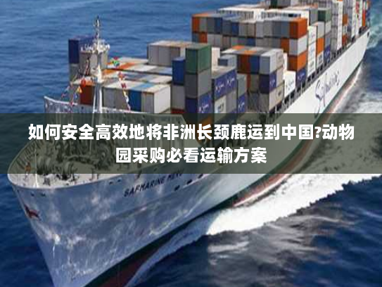 如何安全高效地将非洲长颈鹿运到中国?动物园采购必看运输方案 如何安全高效地将非洲长颈鹿运到中国?动物园采购必看运输方案