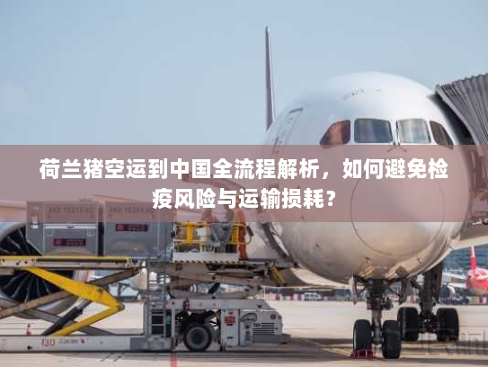 荷兰猪空运到中国全流程解析,如何避免检疫风险与运输损耗? 荷兰猪空运到中国全流程解析,如何避免检疫风险与运输损耗?