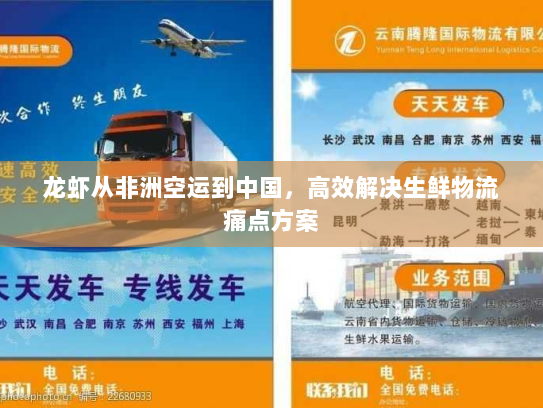 龙虾从非洲空运到中国,高效解决生鲜物流痛点方案 龙虾从非洲空运到中国,高效解决生鲜物流痛点方案