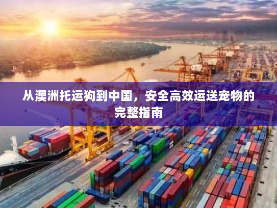 从澳洲托运狗到中国,安全高效运送宠物的完整指南 从澳洲托运狗到中国,安全高效运送宠物的完整指南
