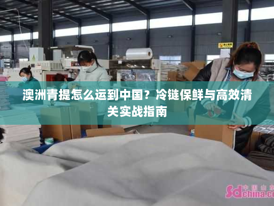 澳洲青提怎么运到中国？冷链保鲜与高效清关实战指南