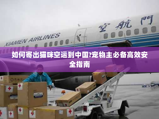 如何寄出猫咪空运到中国?宠物主必备高效安全指南 如何寄出猫咪空运到中国?宠物主必备高效安全指南