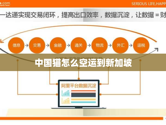 中国猫怎么空运到新加坡