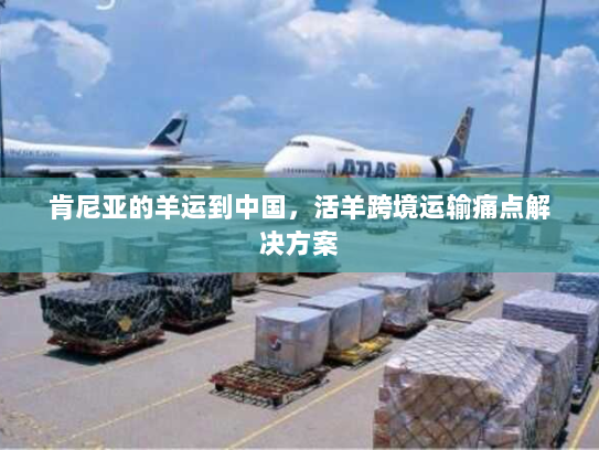 肯尼亚的羊运到中国,活羊跨境运输痛点解决方案 肯尼亚的羊运到中国,活羊跨境运输痛点解决方案