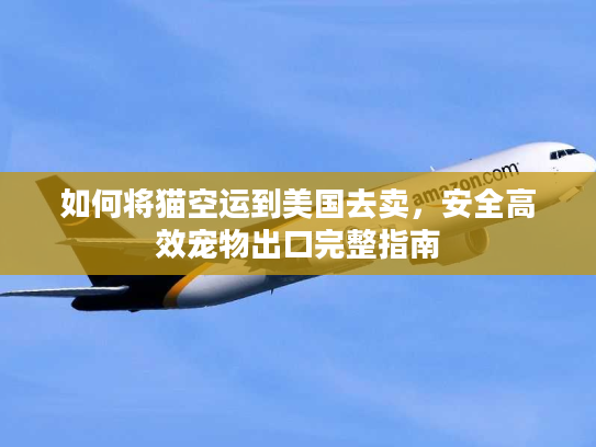 如何将猫空运到美国去卖，安全高效宠物出口完整指南