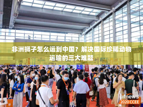 非洲狮子怎么运到中国？解决国际珍稀动物运输的三大难题