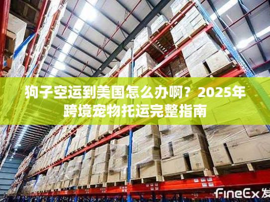 狗子空运到美国怎么办啊?2025年跨境宠物托运完整指南 狗子空运到美国怎么办啊?2025年跨境宠物托运完整指南
