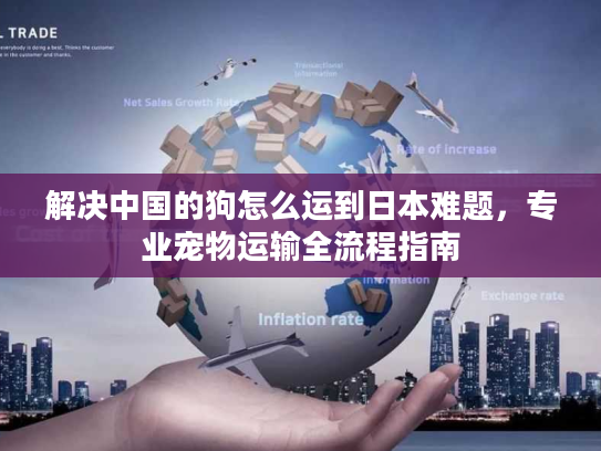 解决中国的狗怎么运到日本难题，专业宠物运输全流程指南