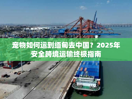 宠物如何运到缅甸去中国?2025年安全跨境运输终极指南 宠物如何运到缅甸去中国?2025年安全跨境运输终极指南
