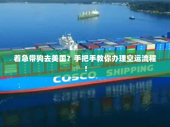着急带狗去美国？手把手教你办理空运流程！