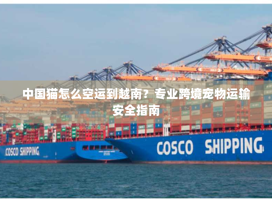 中国猫怎么空运到越南?专业跨境宠物运输安全指南 中国猫怎么空运到越南?专业跨境宠物运输安全指南