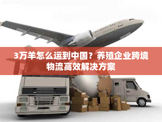 3万羊怎么运到中国?养殖企业跨境物流高效解决方案 3万羊怎么运到中国?养殖企业跨境物流高效解决方案