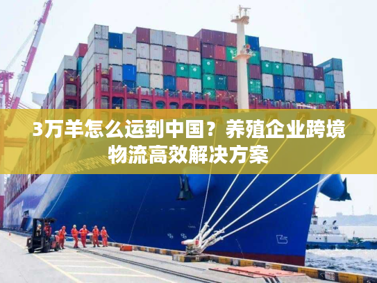 3万羊怎么运到中国？养殖企业跨境物流高效解决方案
