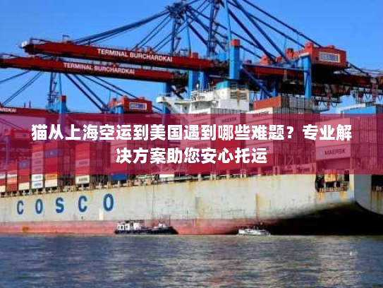 猫从上海空运到美国遇到哪些难题？专业解决方案助您安心托运