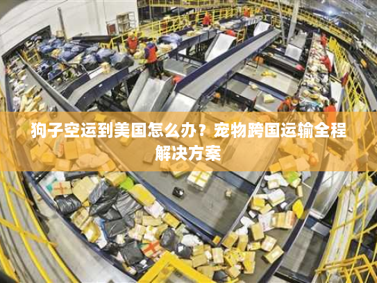 狗子空运到美国怎么办？宠物跨国运输全程解决方案