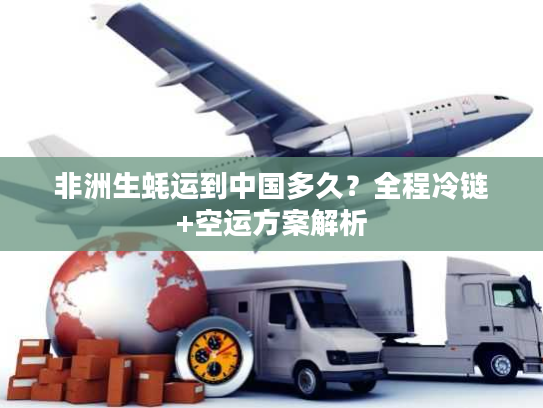 非洲生蚝运到中国多久？全程冷链+空运方案解析