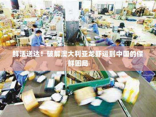 鲜活送达！破解澳大利亚龙虾运到中国的保鲜困局