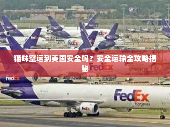 猫咪空运到美国安全吗？安全运输全攻略揭秘