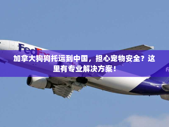 加拿大狗狗托运到中国,担心宠物安全?这里有专业解决方案! 加拿大狗狗托运到中国,担心宠物安全?这里有专业解决方案!
